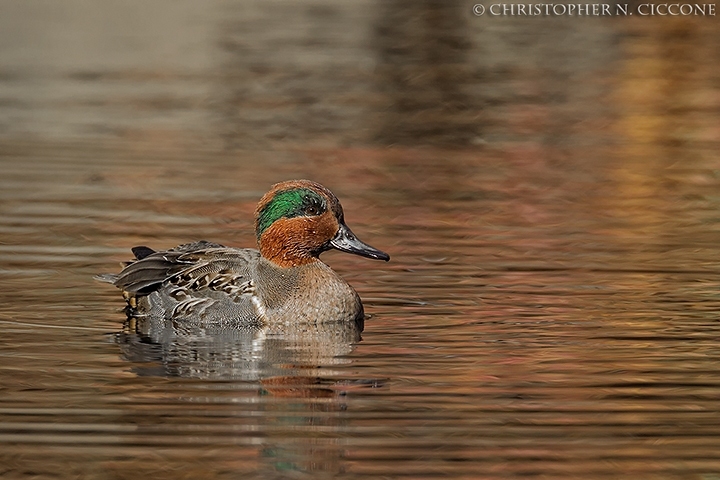 Green-winged Teal