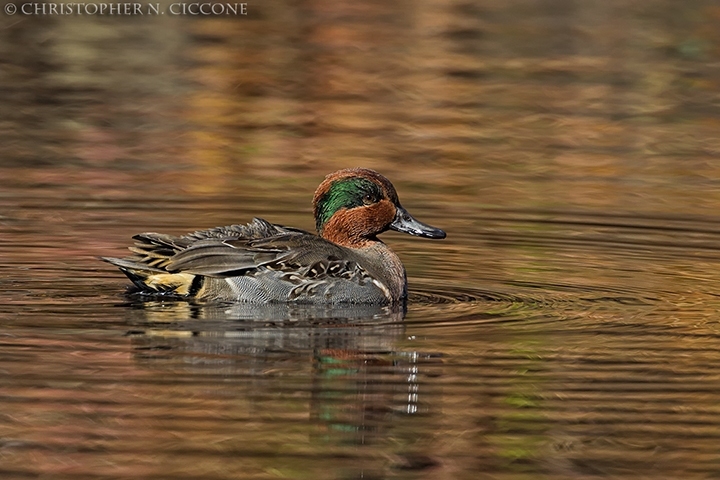 Green-winged Teal