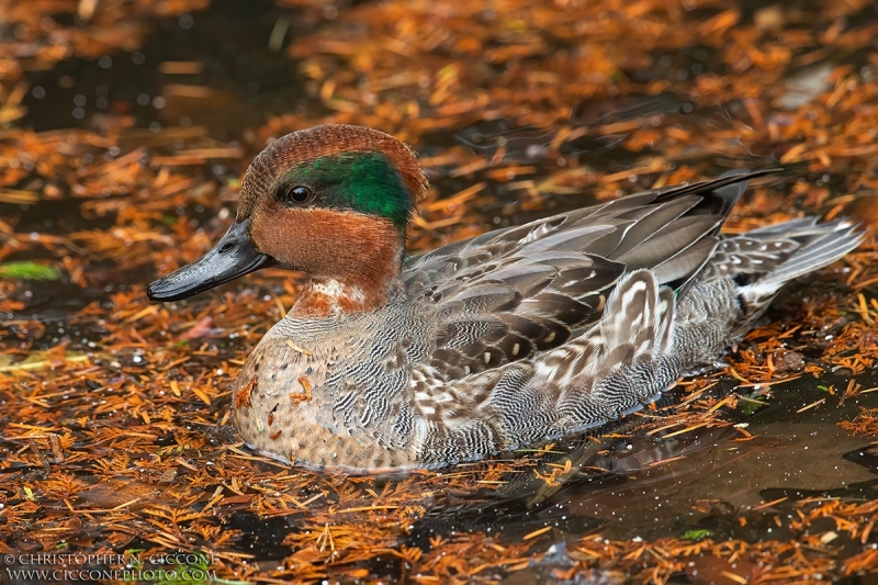 Green-winged Teal