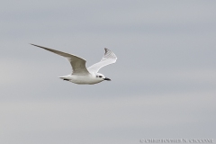 Gull-billed Tern