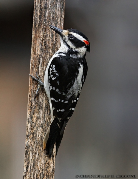 Hairy Woodpecker