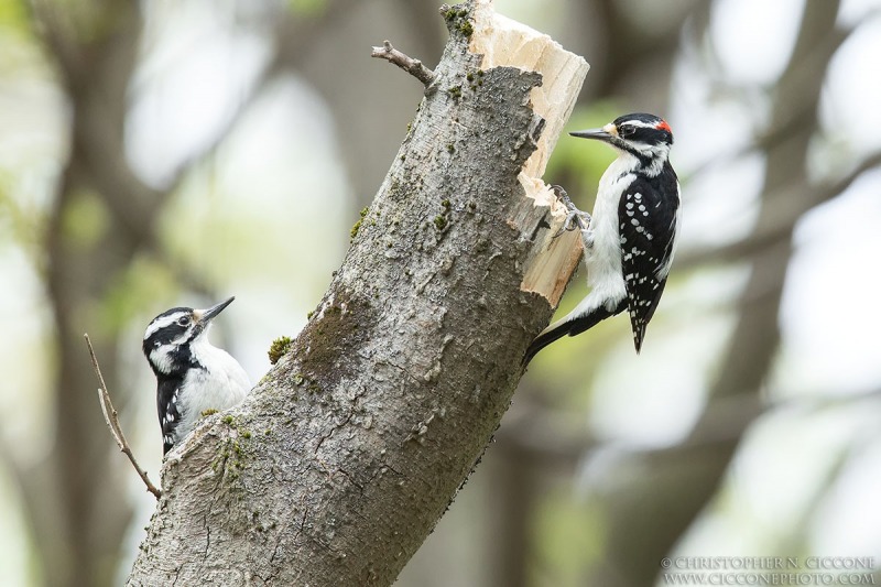 Hairy Woodpecker