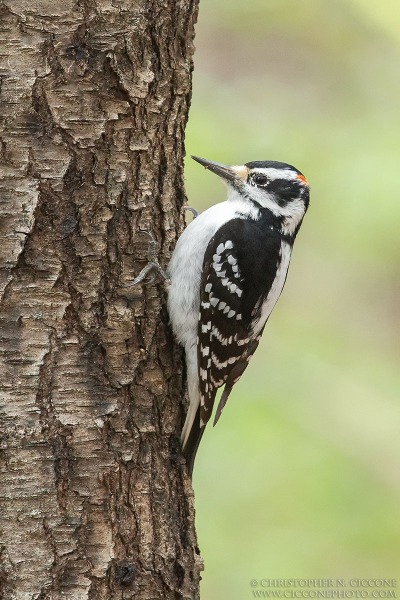 Hairy Woodpecker