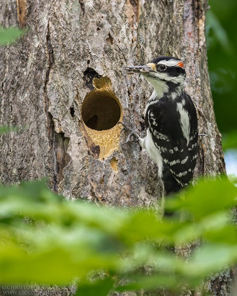 Hairy Woodpecker