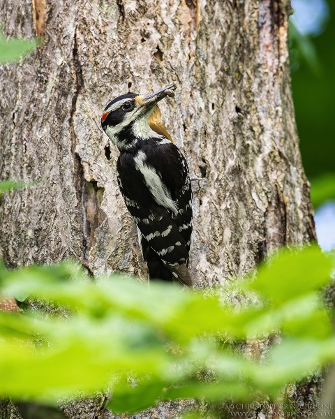 Hairy Woodpecker