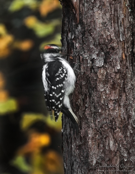 Hairy Woodpecker