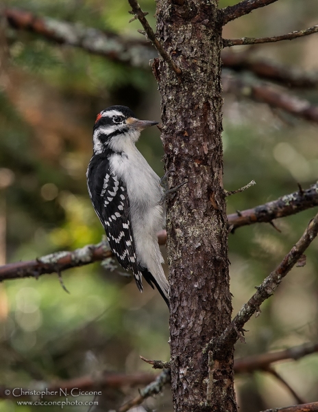 Hairy Woodpecker