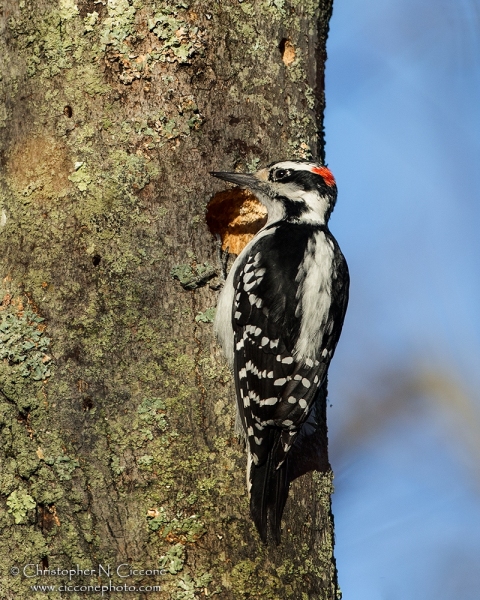 Hairy Woodpecker