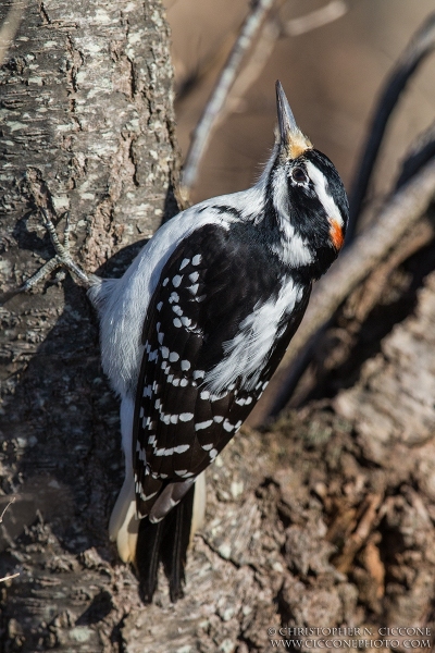 Hairy Woodpecker