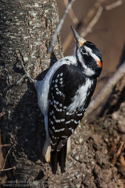 Hairy Woodpecker