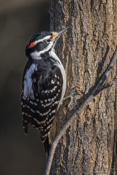 Hairy Woodpecker