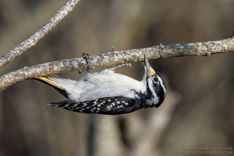 Hairy Woodpecker