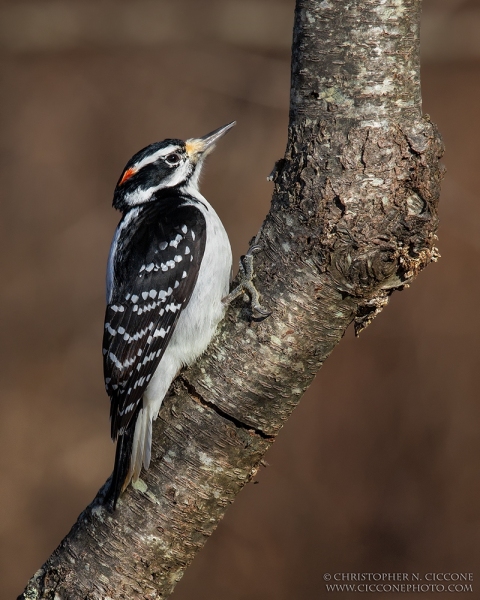 Hairy Woodpecker