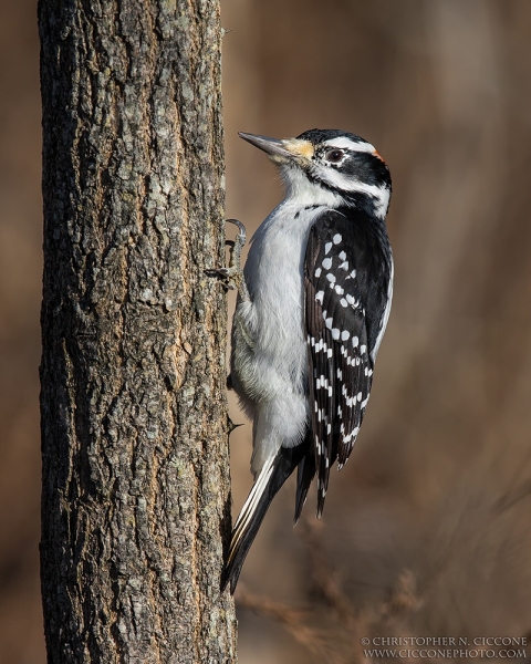 Hairy Woodpecker