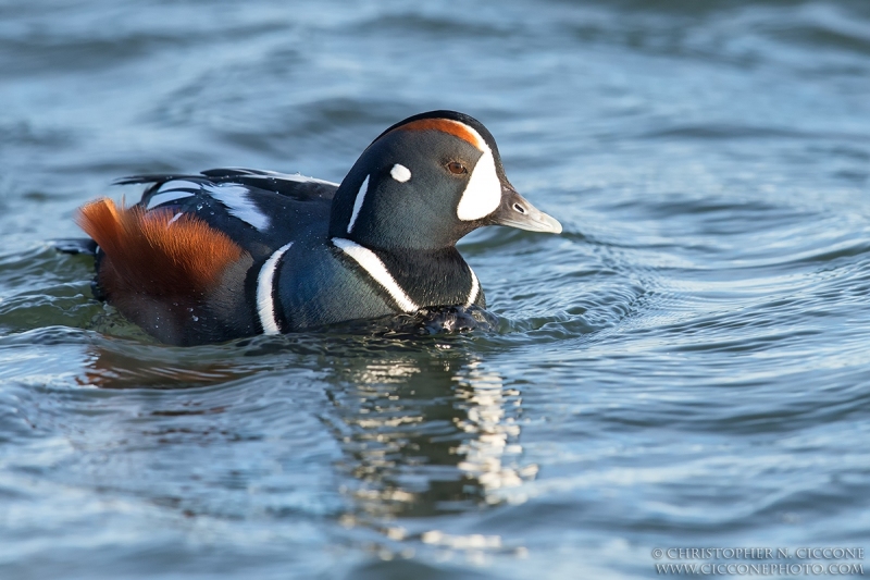 Harlequin Duck