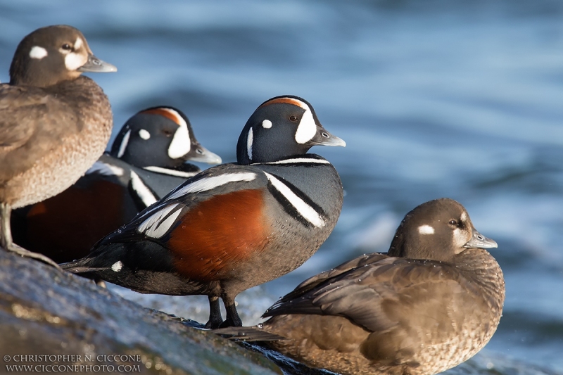 Harlequin Duck