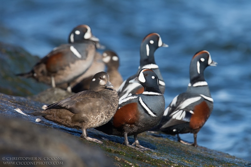 Harlequin Duck