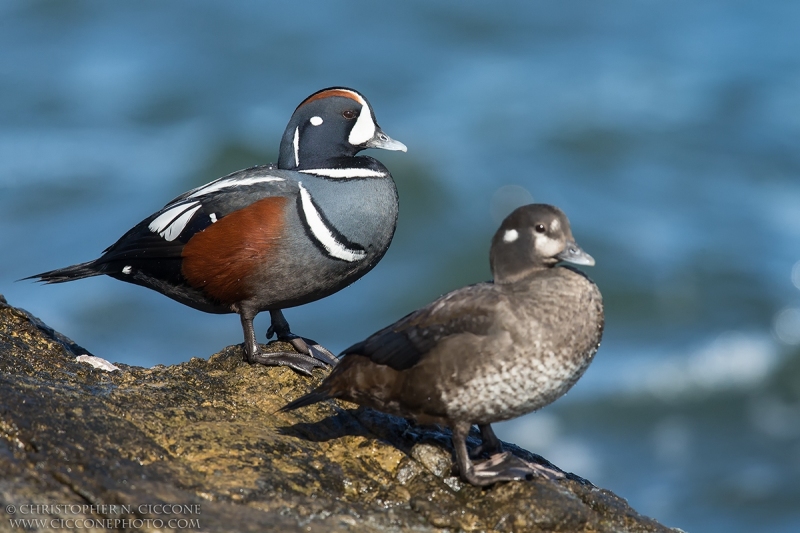 Harlequin Duck