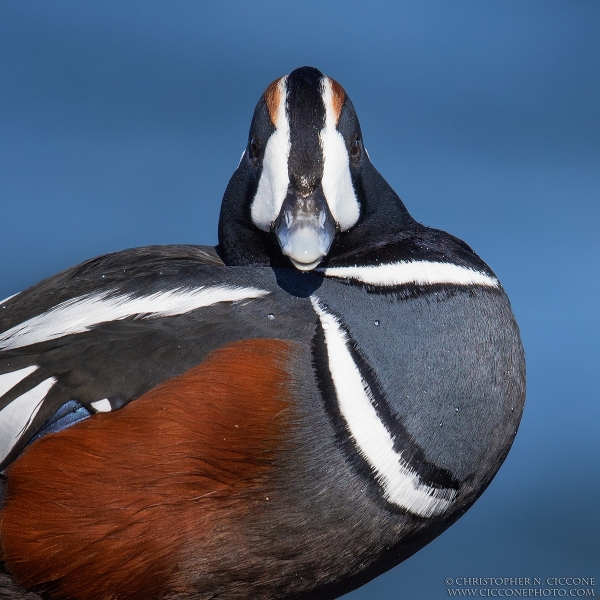 Harlequin Duck