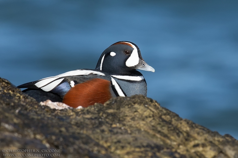 Harlequin Duck