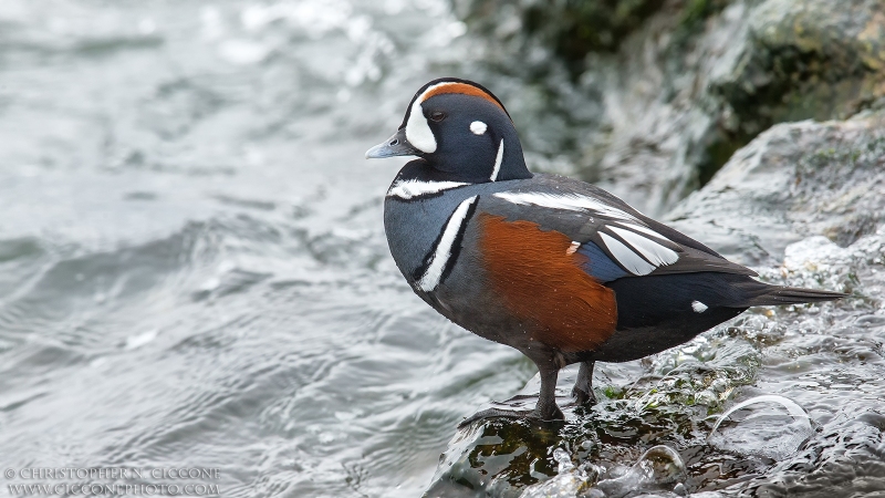 Harlequin Duck