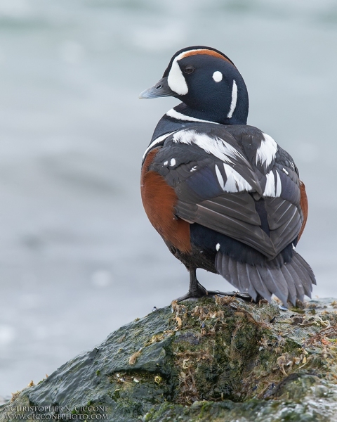 Harlequin Duck