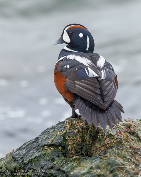 Harlequin Duck