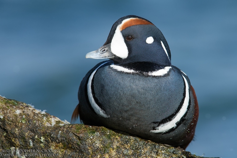 Harlequin Duck