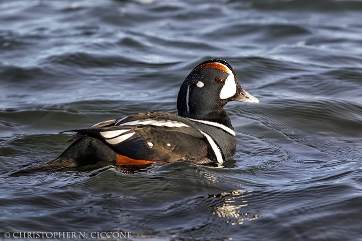 Harlequin Duck