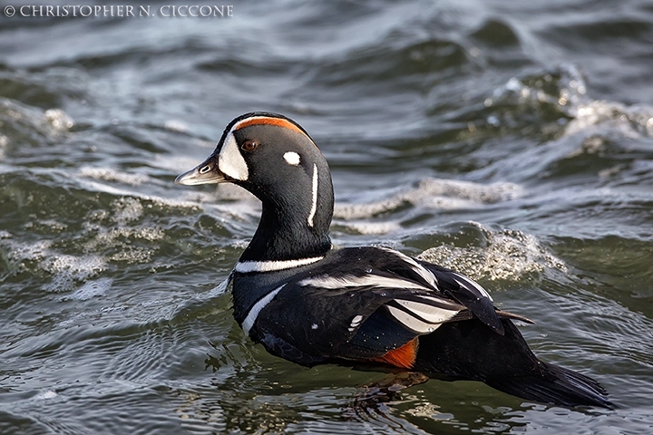 Harlequin Duck