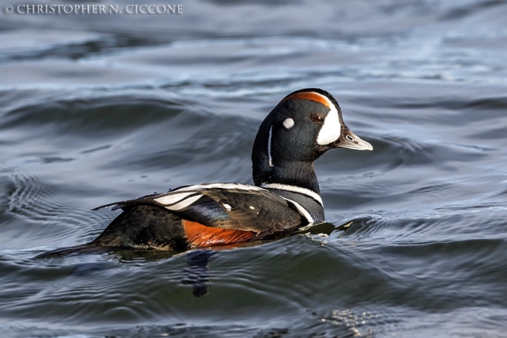 Harlequin Duck