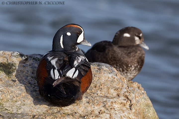 Harlequin Duck