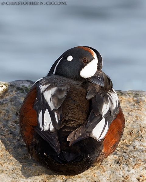 Harlequin Duck