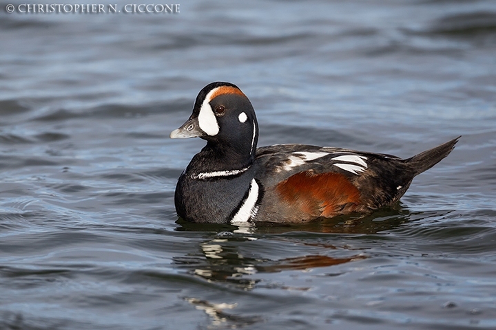 Harlequin Duck