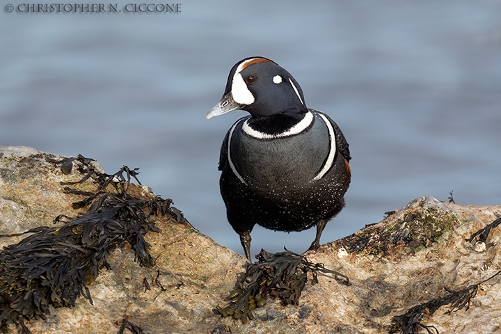 Harlequin Duck