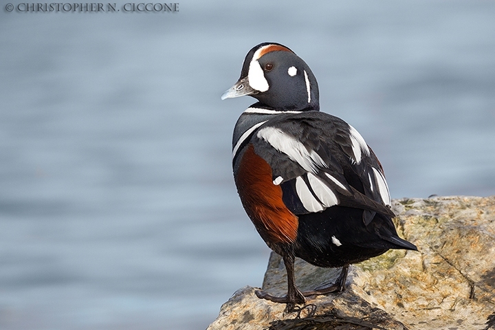 Harlequin Duck