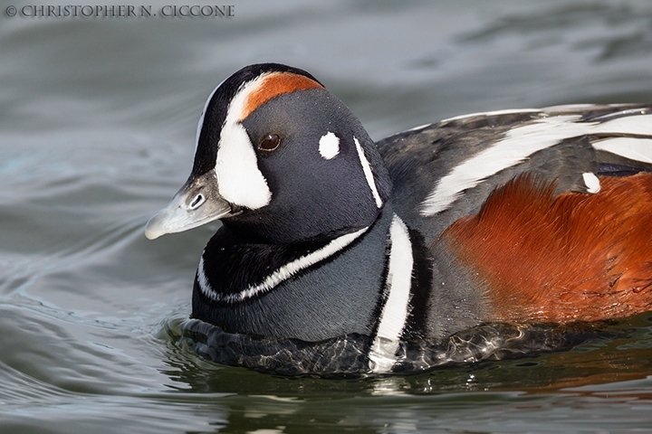 Harlequin Duck