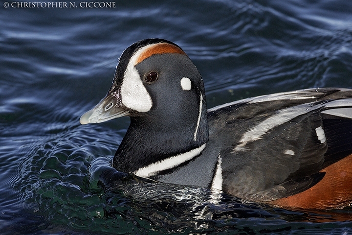 Harlequin Duck