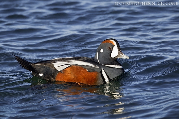 Harlequin Duck