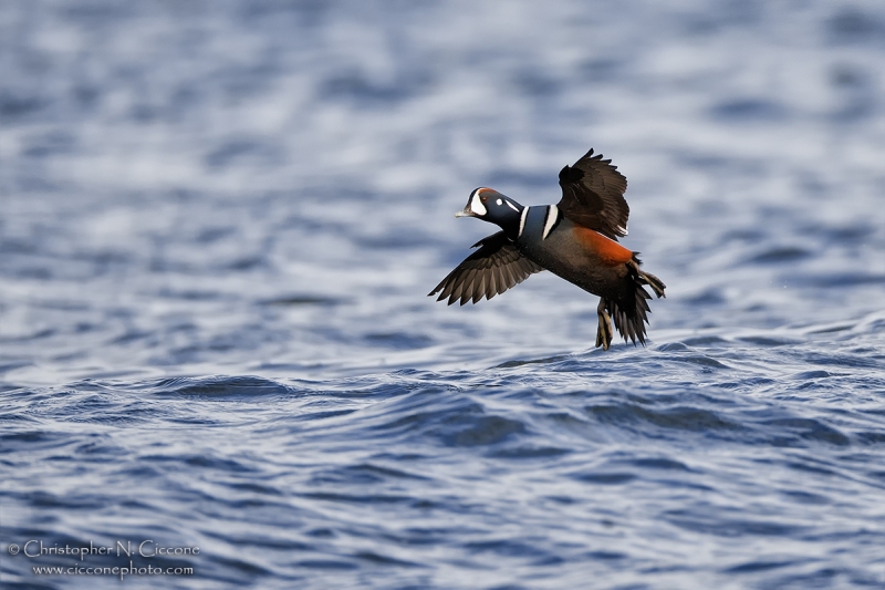 Harlequin Duck