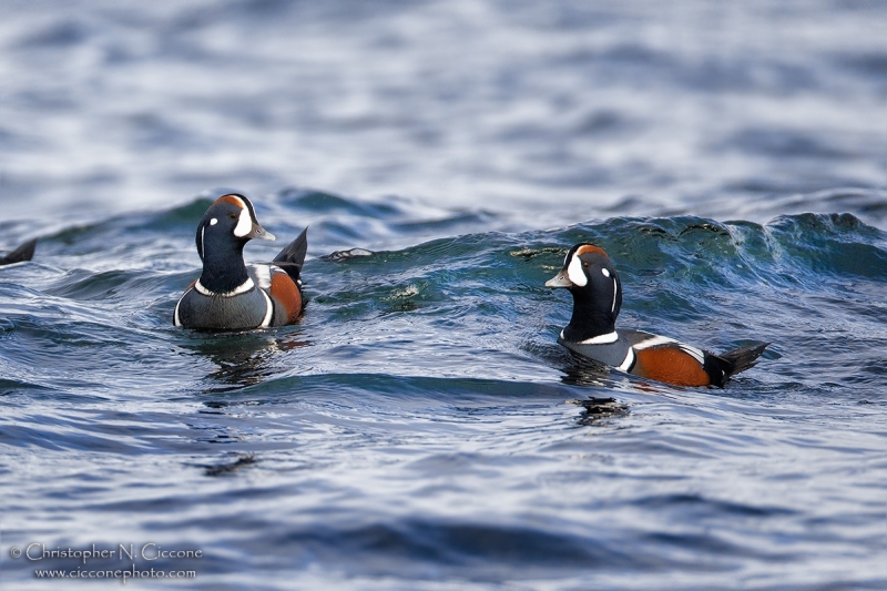 Harlequin Duck