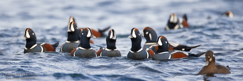 Harlequin Duck