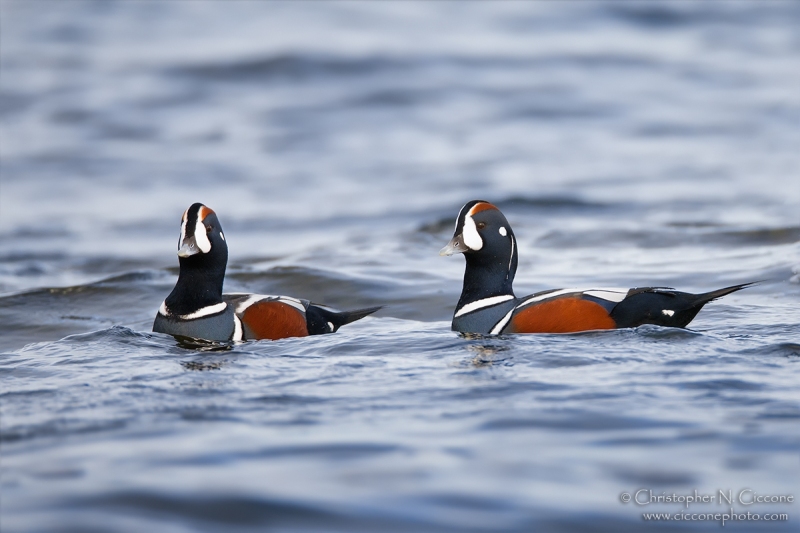 Harlequin Duck