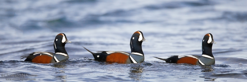 Harlequin Duck