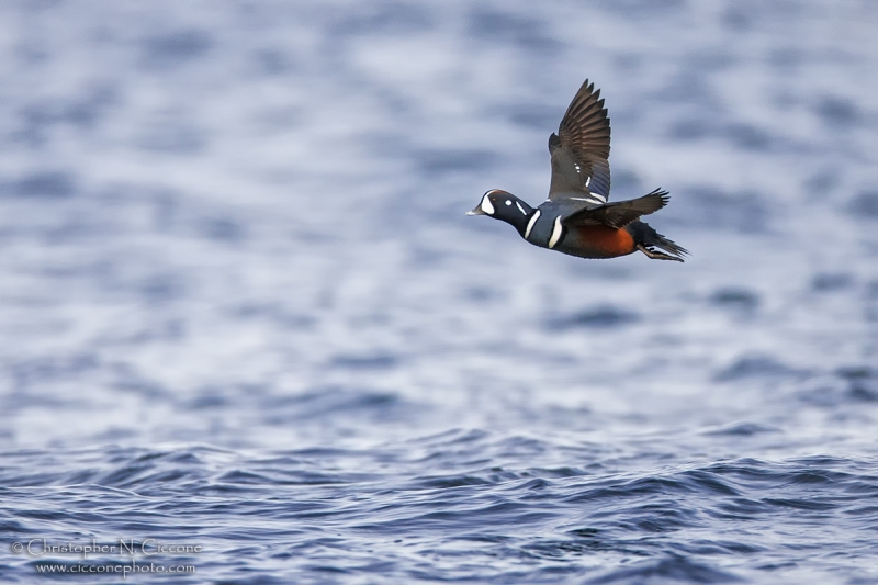 Harlequin Duck