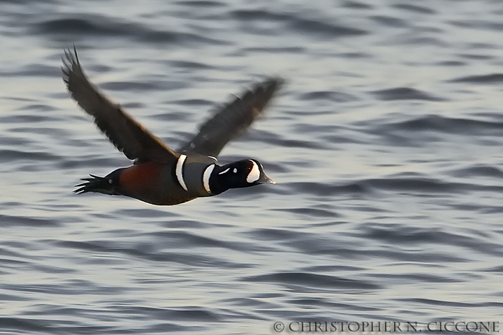 Harlequin Duck