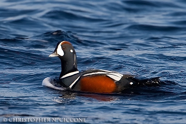 Harlequin Duck