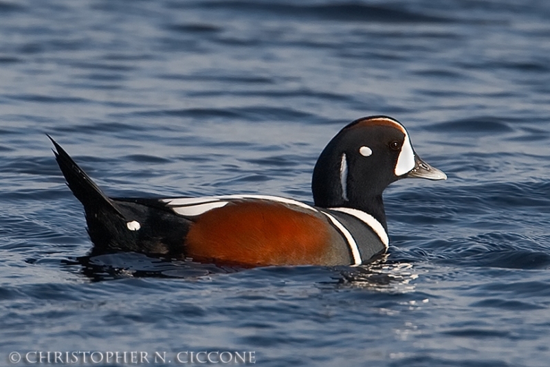 Harlequin Duck