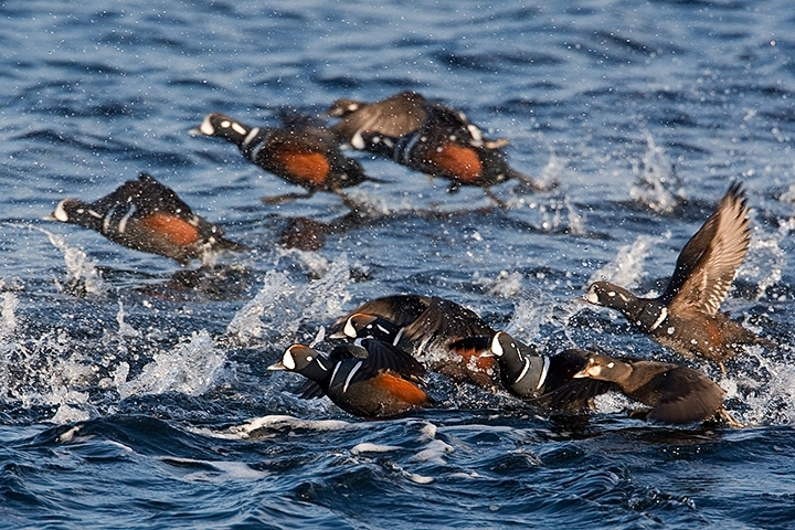 Harlequin Duck