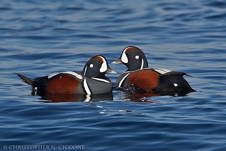 Harlequin Duck